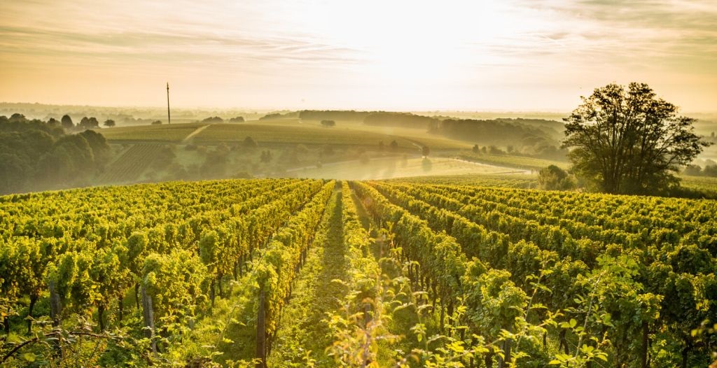 Weitblick auf die Weinberge der Pfalz