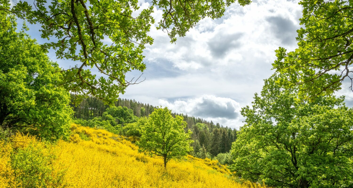 Blühender Ginster an der Eifelgoldroute im Irsental Im Frühling bringt der blühende Besenginster das Irsental zum Leuchten. Eifelgold nennen die Einheimischen den Ginster – und nach ihm ist auch die Wandertour Eifelgold-Route benannt, die zu den anspruchsvolleren Wegen im NaturWanderPark delux zählt.