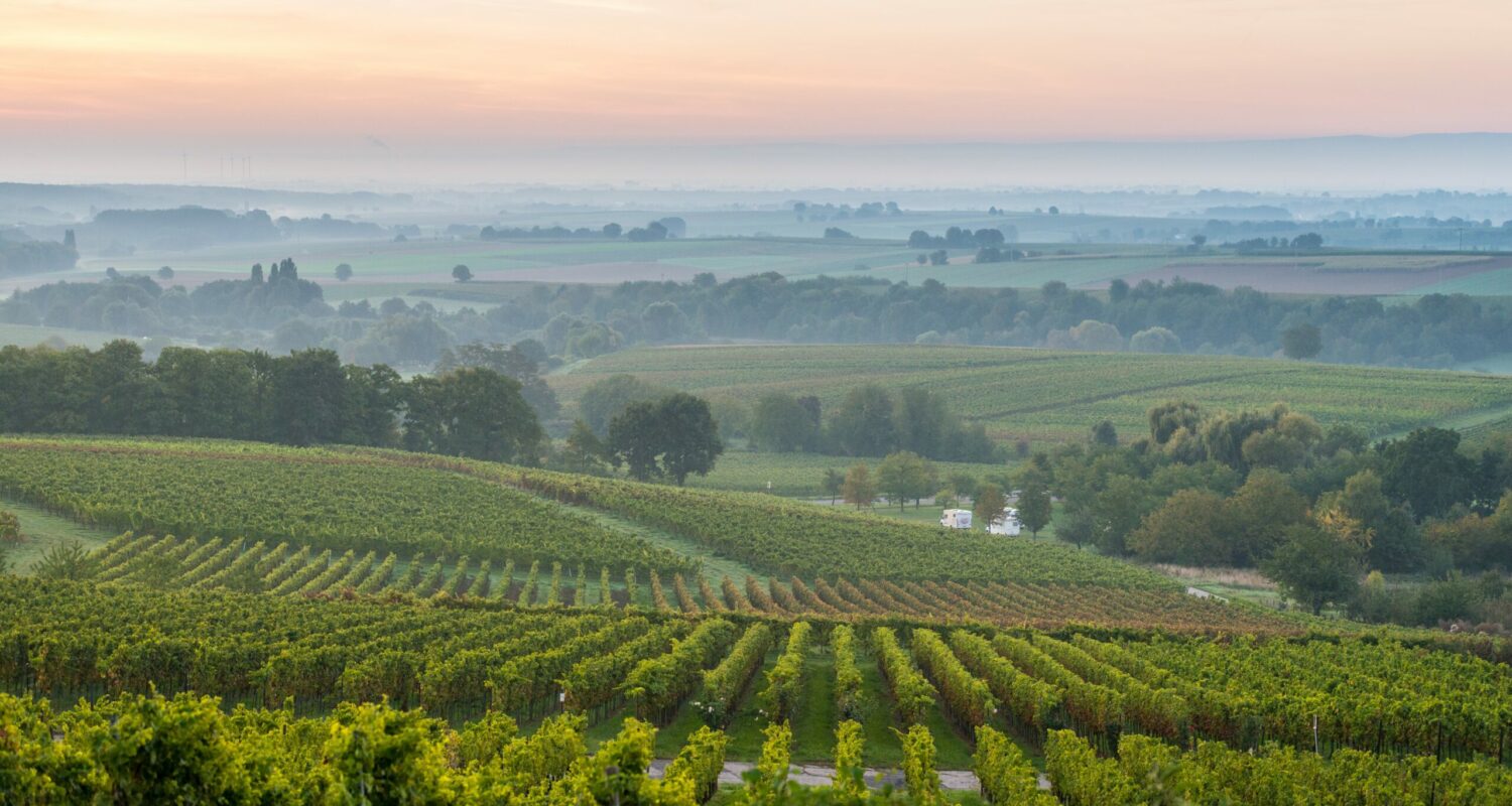 Sanftes Weinland, üppige Obstplantagen, der Pfälzerwald mit stillen Tälern und murmelnden Bächen und ein mediterranes Klima – das bietet die Deutsche Weinstraße. Die erste Weintouristikroute Deutschlands beginnt im Norden bei Bockenheim (Nähe Worms) und endet nach ca. 85 km an der französischen Grenze in Schweigen. Ab Maikammer bis Schweigen wird das Teilstück auch Südliche Weinstraße genannt.