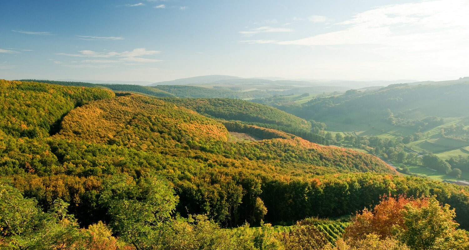 Blick über die Nordpfalz Ruine Moschellandsburg am Pfälzer Höhenweg: Wer auf dem 112 Kilometer langen „Pfälzer Höhenweg“ läuft, kommt so hoch hinaus wie nirgendwo sonst in der Pfalz. Allerdings kann der Wanderpfad auch ganz entspannt bewältigt werden, denn Momente zum Ausruhen bieten sich in Hülle und Fülle. Ob von den Burgruinen Alt- und Neuwolfstein, dem Aussichtspunkt Juchhe bei Meisenheim, der Ruine Moschellandsburg oder dem Königstuhl am Donnersberg, der mit 687 Metern den höchsten Punkt der Route markiert – die Ausblicke sind ebenso zahlreich wie beeindruckend.